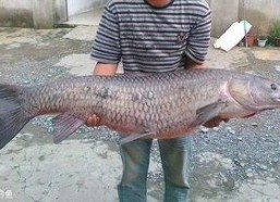 青鱼视频国产在线